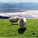 Search for ewe business cards Farm animals