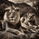 Search for ansel adams puzzles Black and white