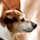 Search for jack russell terrier gifts Animals