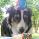 Search for herding cards Dogs