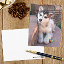 Search for malamute postcards Puppy