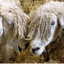 Search for sheeps cards Animals