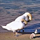 Search for swan tiles Nature