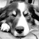 Search for collie wrapping paper Black and white