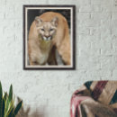 Search for white lion art Cougar
