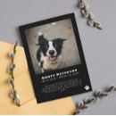 Search for announcing death of dog Sympathy