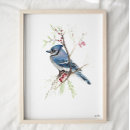 Search for jay jay art Nature