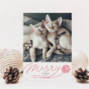 Search for yarn cards Kitty