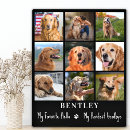 Search for hello pet supplies Photo collage