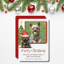 Search for yorkshire christmas cards Pet