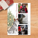 Search for schnauzer christmas cards Pet
