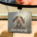 Search for clean air Animal