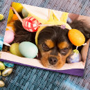 Search for funny happy easter cards Pet