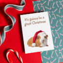 Search for funny pig christmas cards Pet