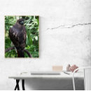 Search for red tailed hawk posters Nature photography