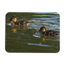 Search for duckling magnets Ducks