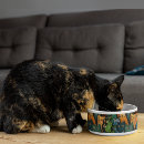 Search for cat supplies Watercolor