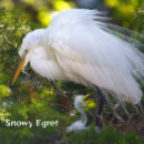 Search for egrets Wildlife