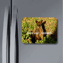 Search for kangaroo rectangular magnets Marsupial