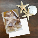 Search for sand dollar postcards Seashore