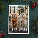 Search for furry and bright christmas cards Cat photo