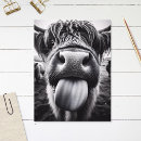 Search for scottish humour postcards Cow