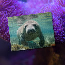 Search for manatee puzzles Sea cow