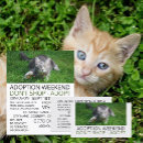 Search for pet cat flyers Animals