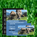 Search for cattle flyers Farm