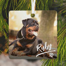 Search for pet supplies In loving memory