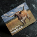 Search for from texas postcards Longhorn