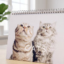 Search for cute kitten calendars Cat