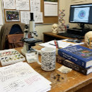 Search for dinosaur bones mugs Jurassic