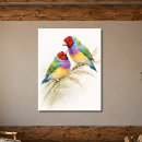 Search for finch posters Gouldian