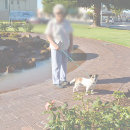 Search for jack russell bath beauty Dog