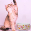 Search for bacon novelty gifts Cute