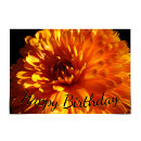 Search for chrysanthemum birthday cards Flower