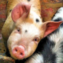 Search for pigs christmas tree decorations Humour