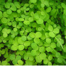 Search for ireland wrapping paper St patrick's day