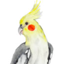 Search for cute parrot stickers Watercolor