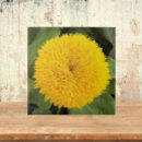 Search for teddy bear tiles Floral