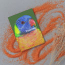 Search for rainbow lorikeet cards Parrot