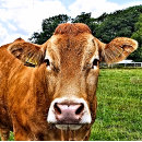 Search for bovine stickers Farm animals
