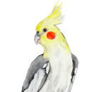 Search for cockatiel cushions Tropical birds