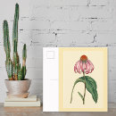 Search for coneflowers postcards Nature