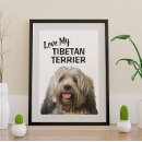 Search for tibetan terrier posters Dogs