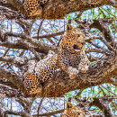 Search for wild animal cushions Tree