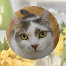Search for dog photo badges Cat
