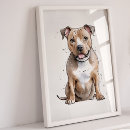 Search for staffordshire bull terriers For pets