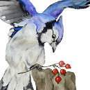 Search for blue jay cards Watercolor